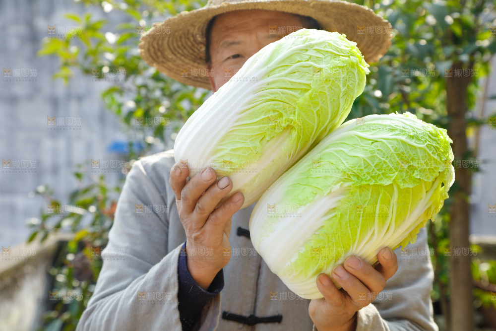 农民手拿大白菜
