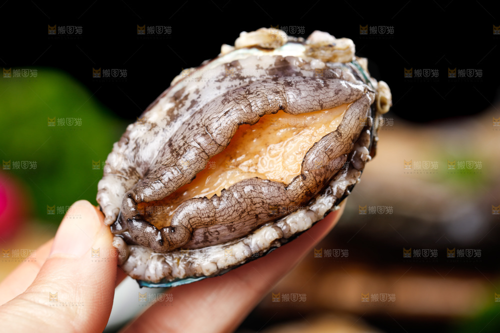 手拿鲍鱼