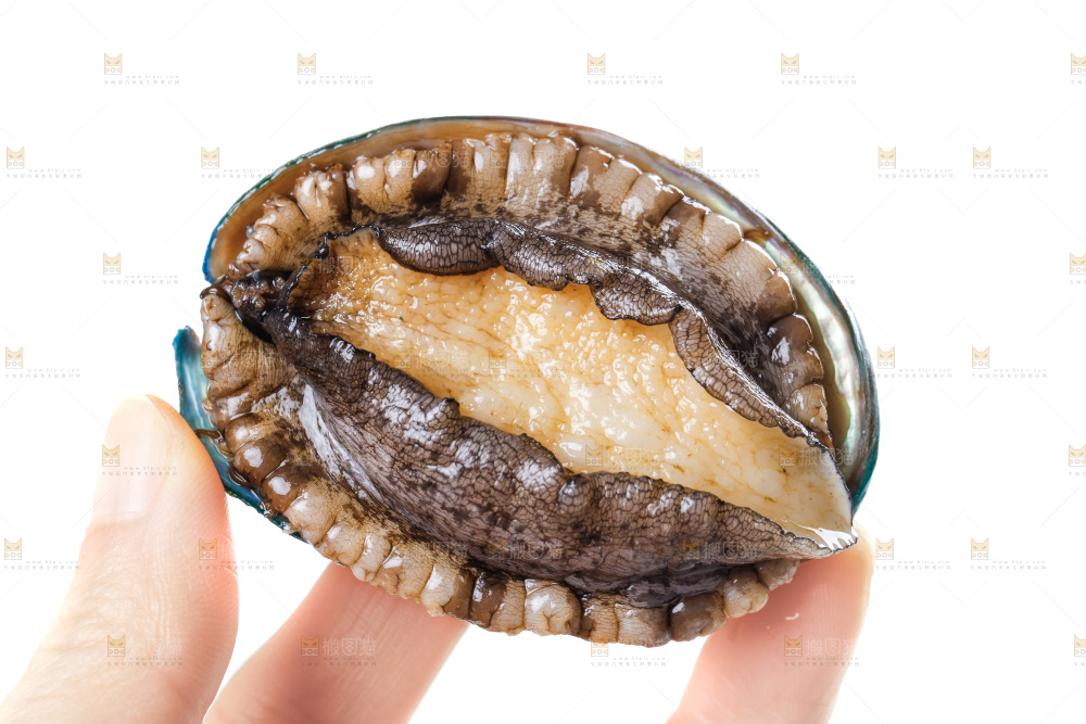 手拿鲍鱼