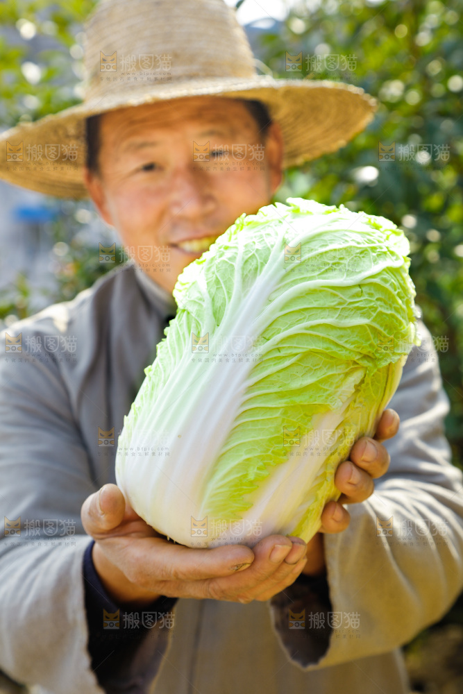 农民手拿大白菜
