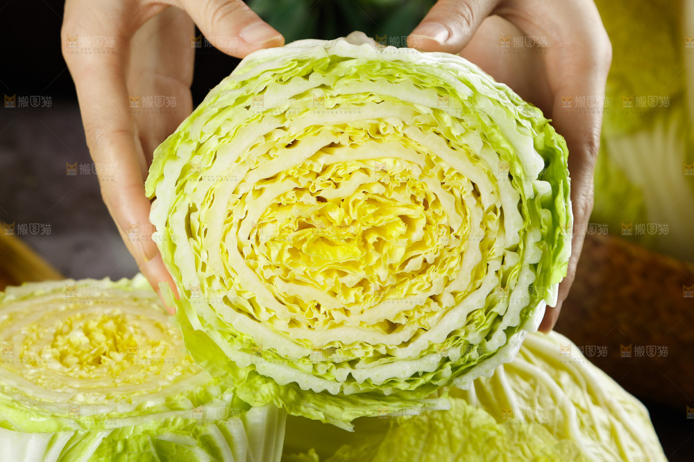 手拿切开的大白菜