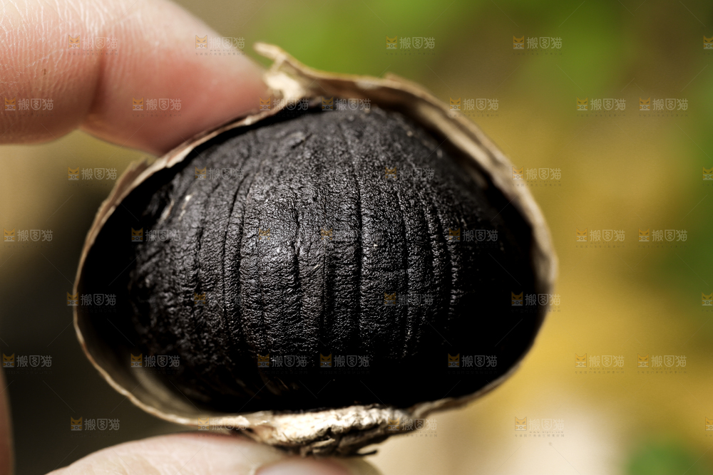 手里拿着黑蒜头