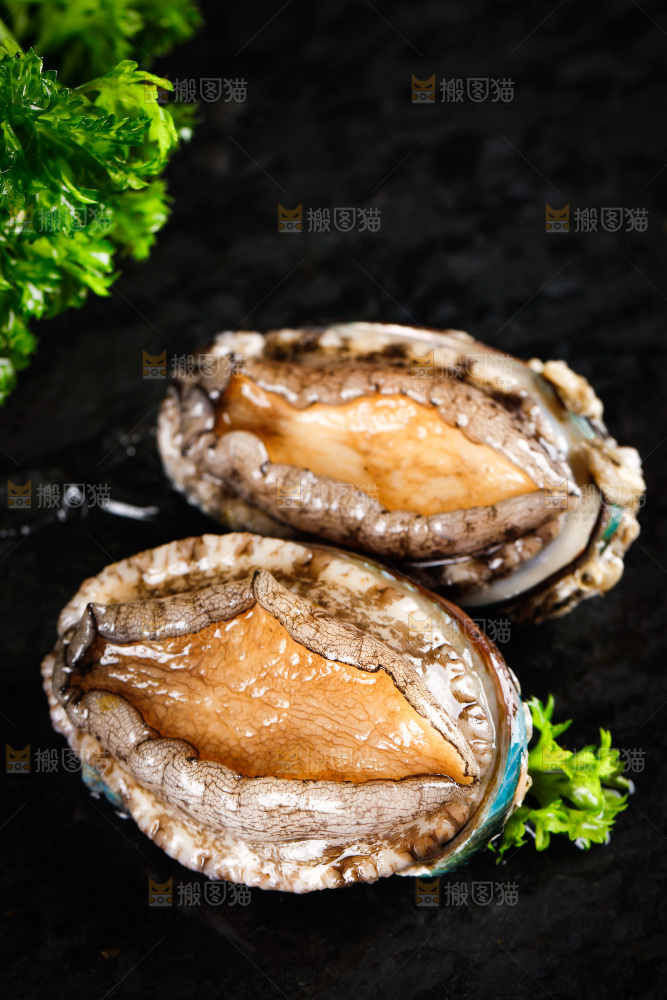 黑石板上的东山岛鲍鱼