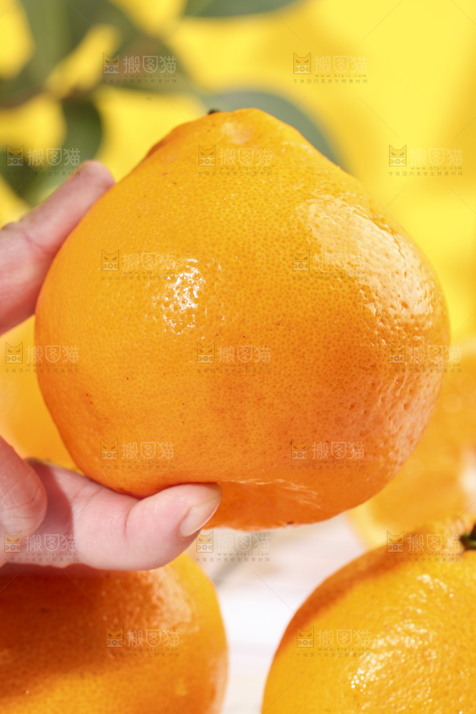 手拿新鲜春见