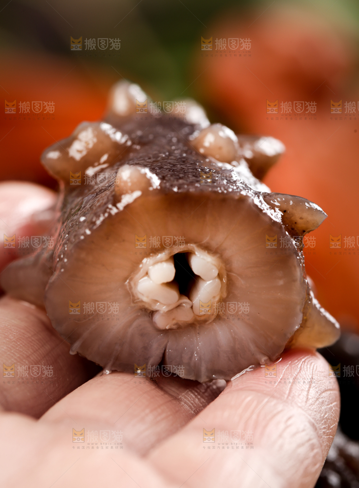 手拿切开的海参