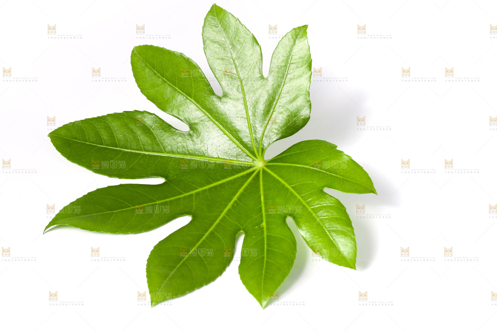 白底上的树叶