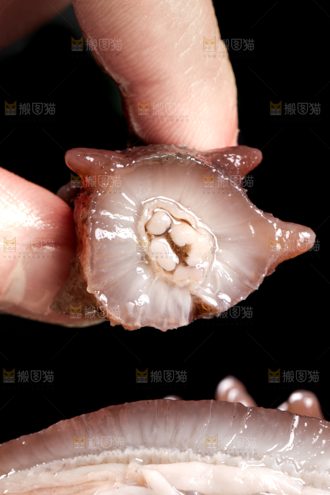 手拿切开的海参