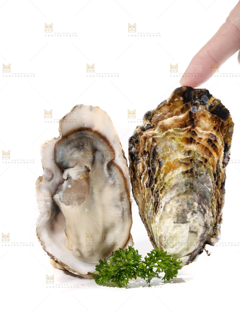 白底上剥开的乳山生蚝