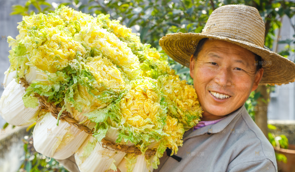农民抱着一捆大白菜