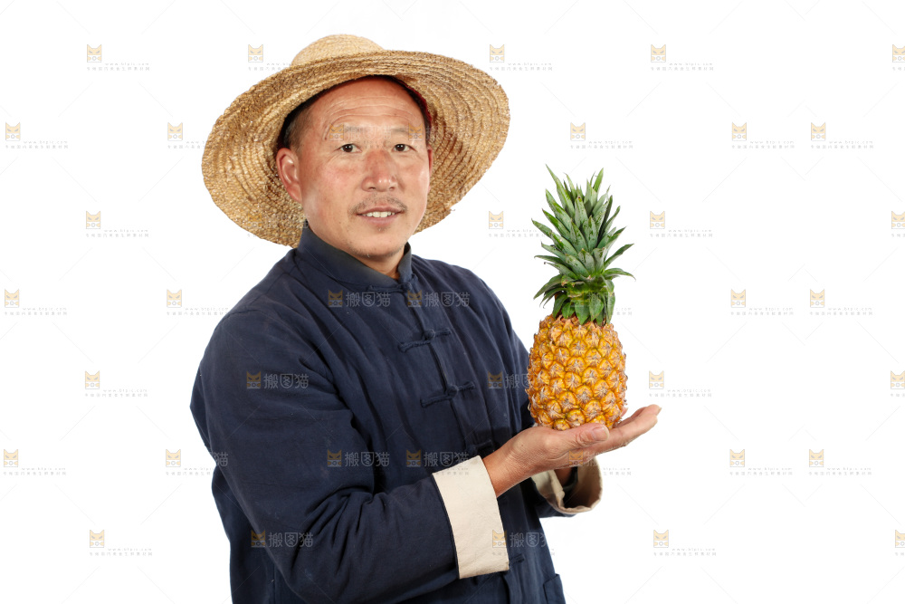 农民手里拿着凤梨