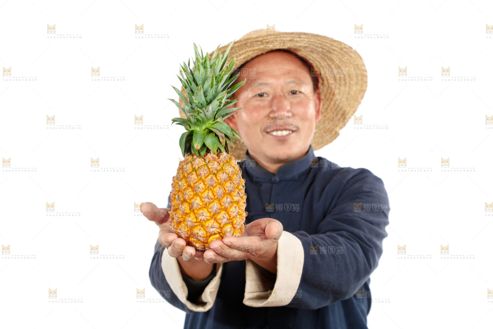 农民手里拿着凤梨