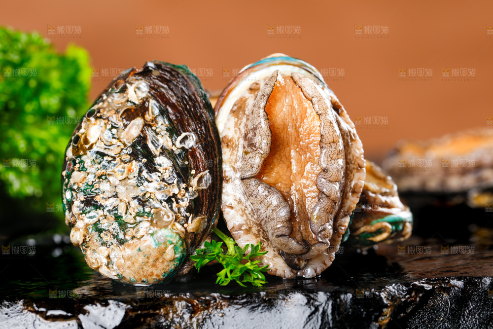 黑石板上的东山岛鲍鱼