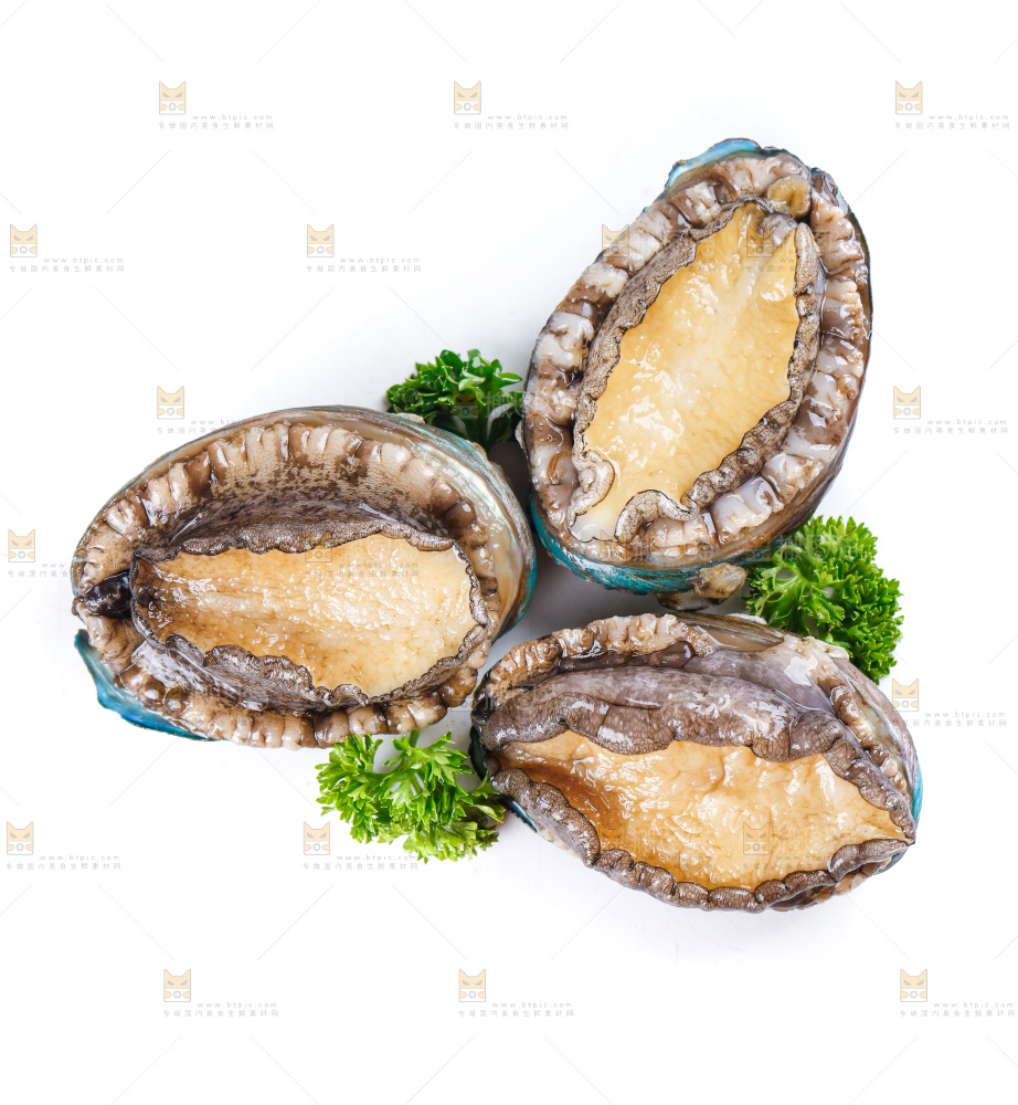 白底上的大鲍鱼