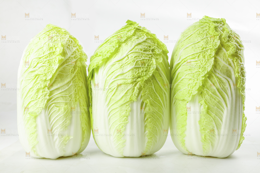 白底上的新鲜大白菜