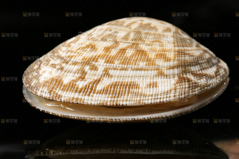 黑底上的蛤砺