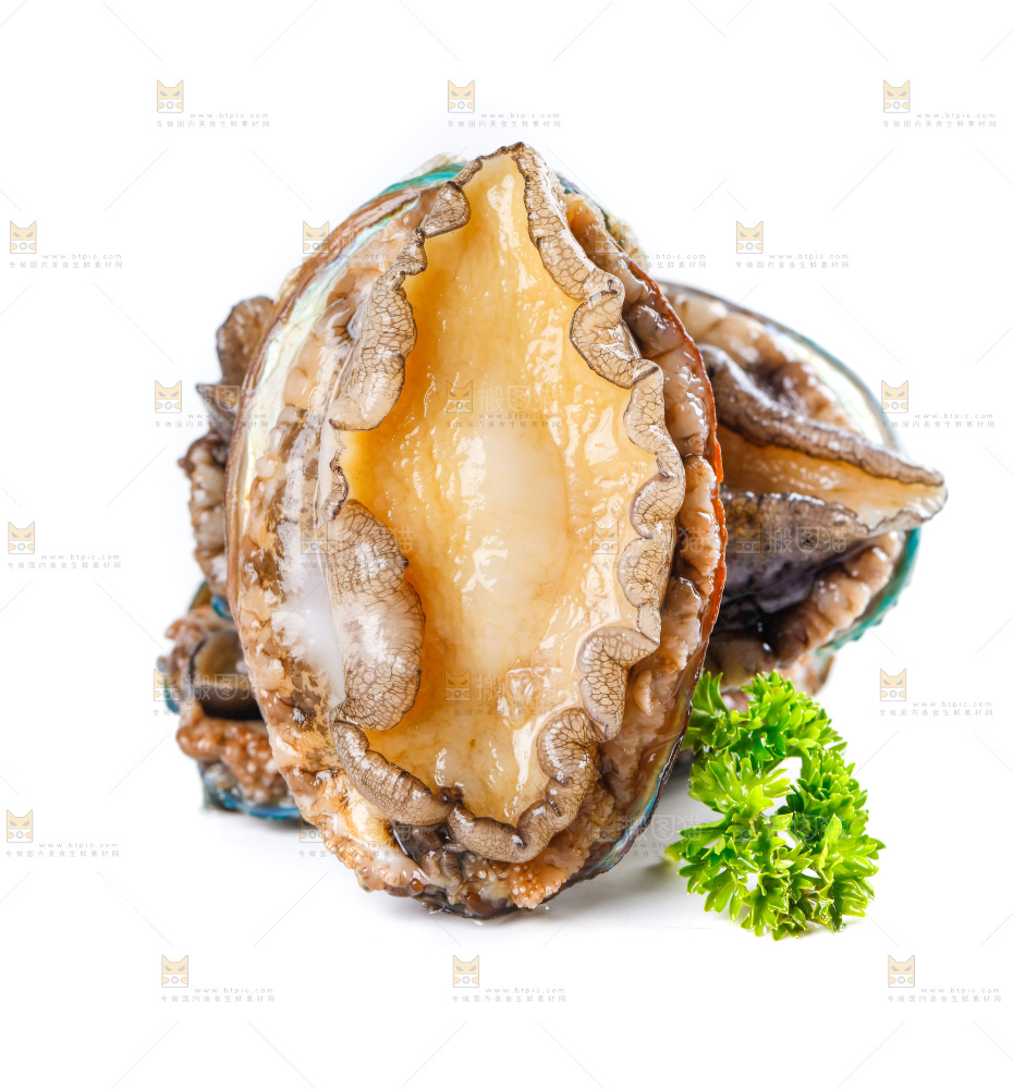 白底上的鲍鱼