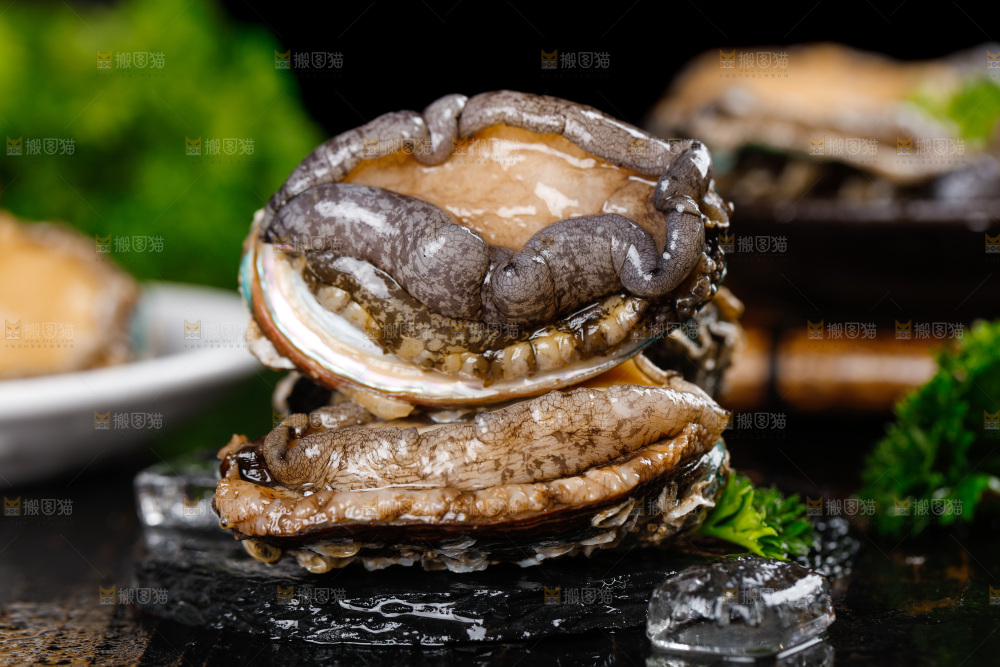 黑石板上的大鲍鱼