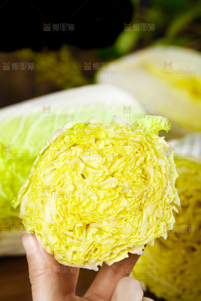 手拿切开的大白菜