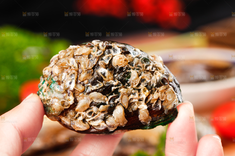 手拿鲍鱼