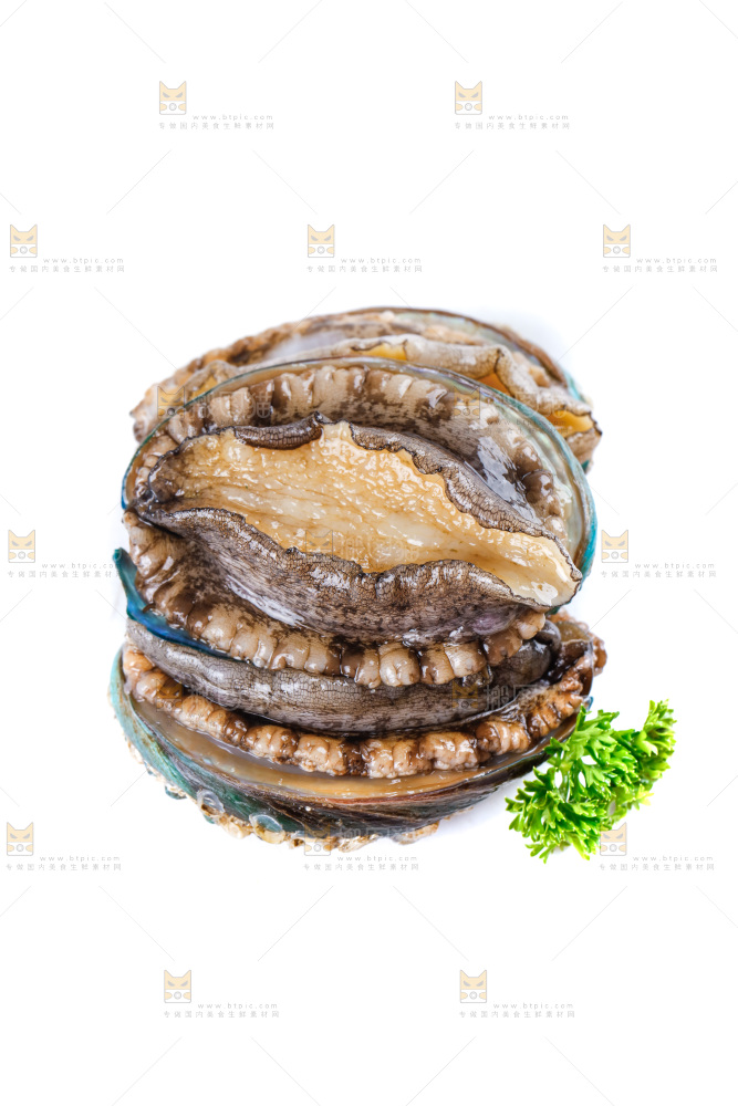 白底上的大鲍鱼