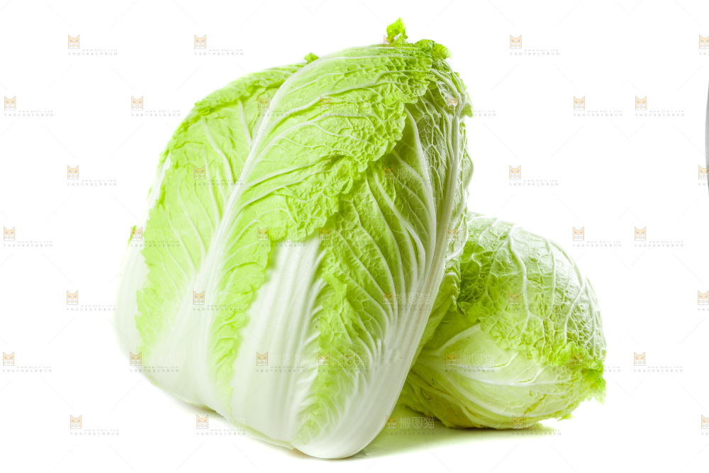 白底上的新鲜大白菜