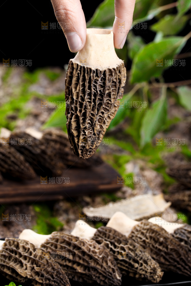 手里拿着羊肚菇