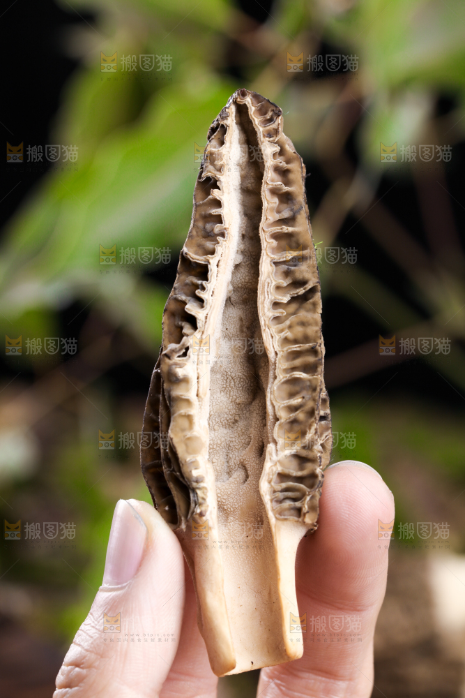 手里拿着羊肚菇