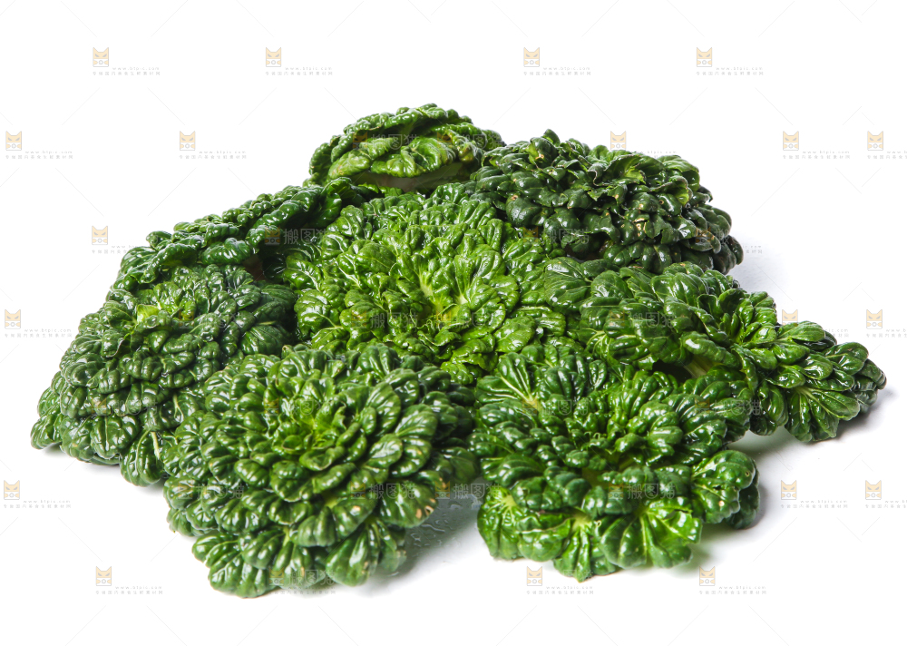 白底上的菊花菜