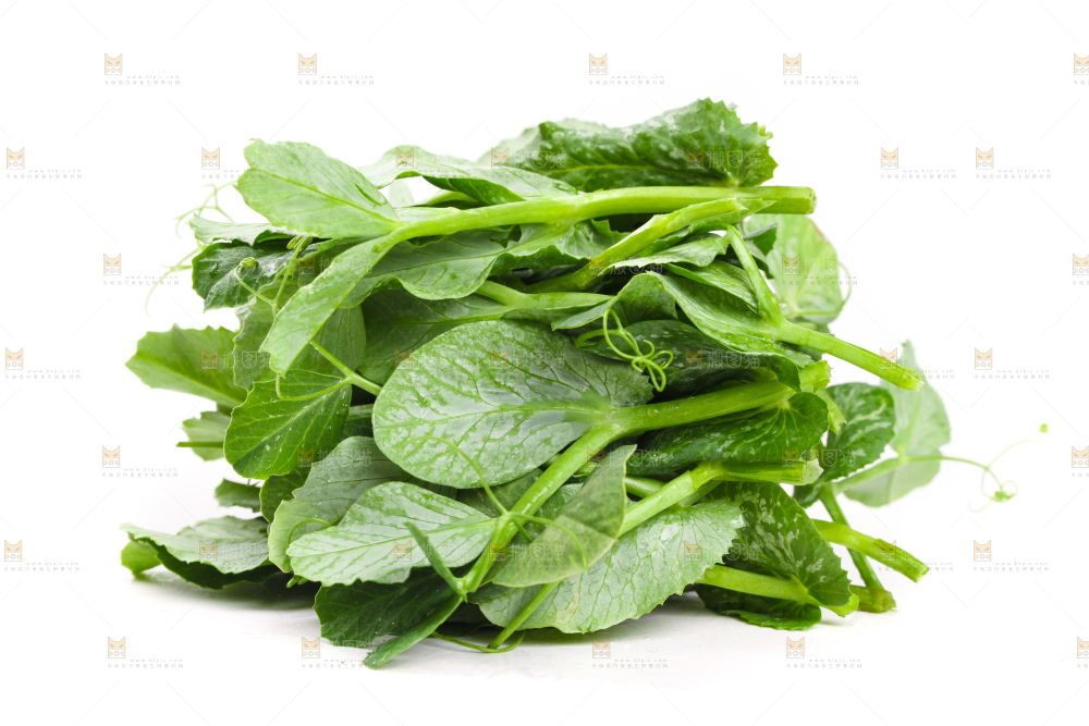白底上摆放着新鲜豌豆苗
