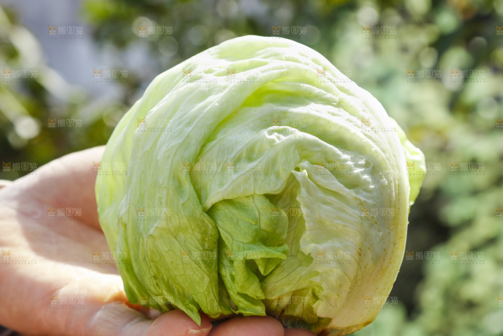 手里拿着球生菜