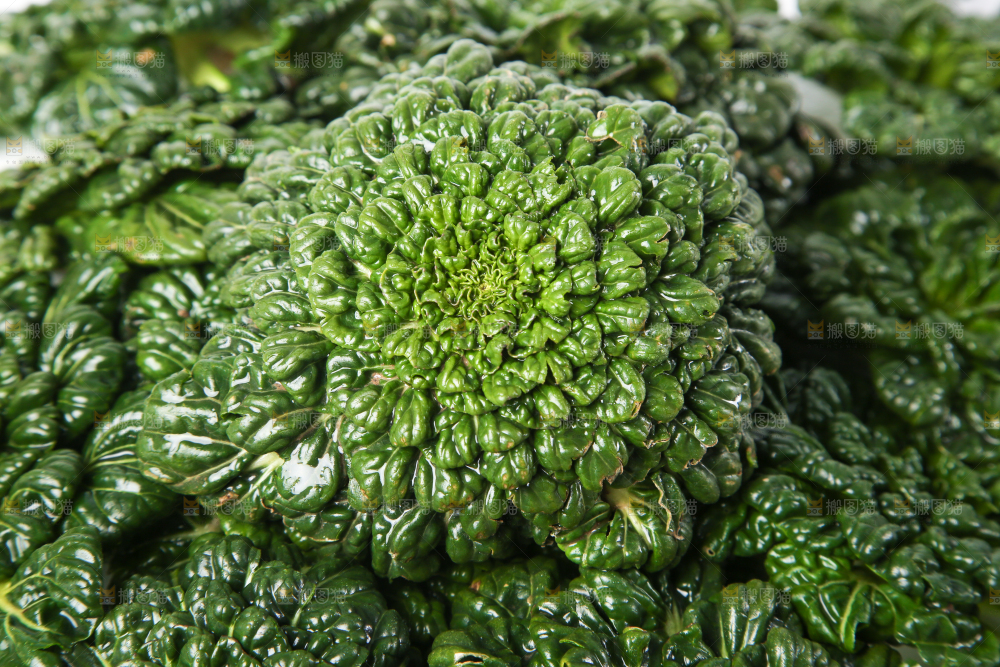 白底上的菊花菜