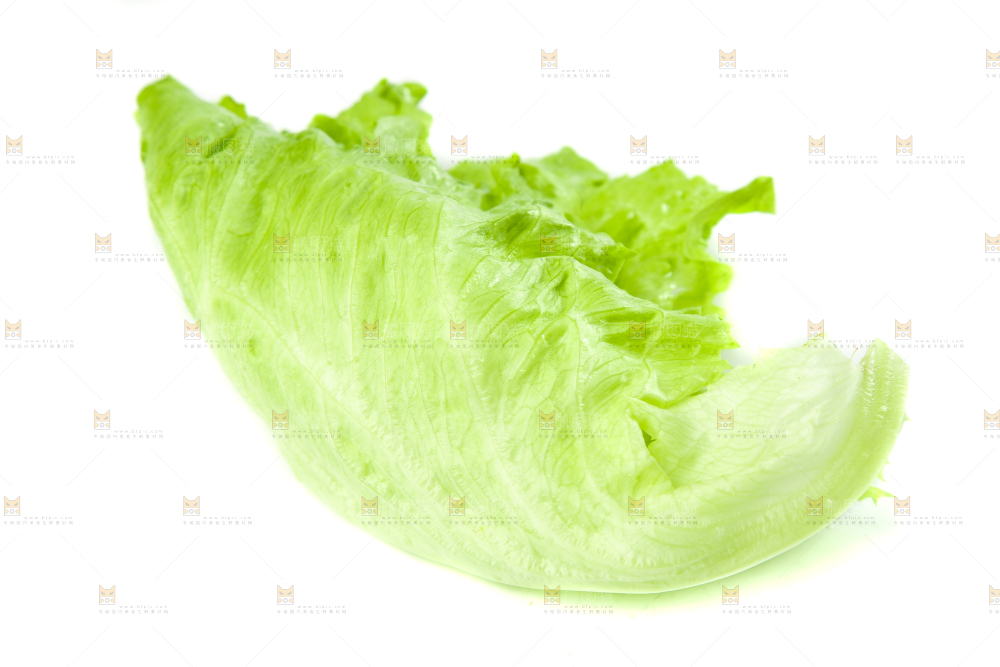 白底上的新鲜生菜