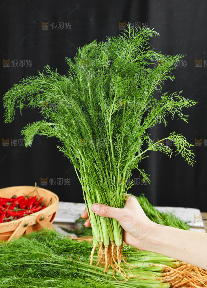 手里拿着小茴香