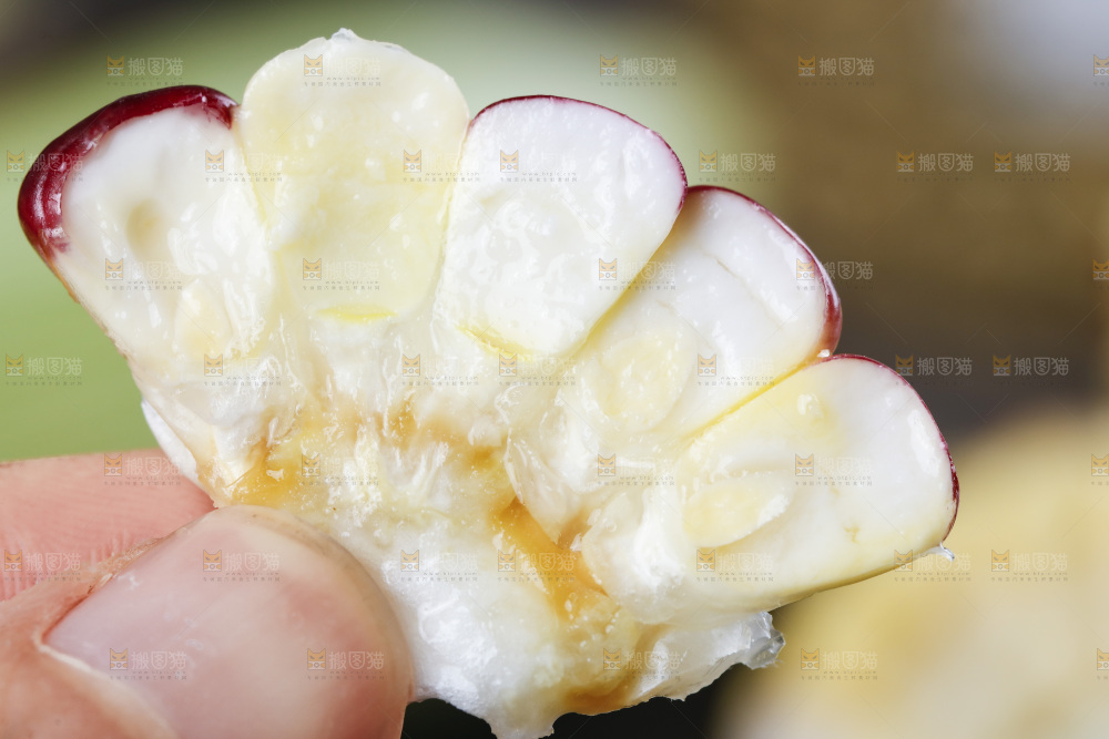 手拿切开的花糯玉米