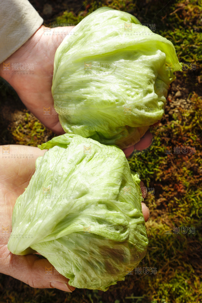 手里拿着球生菜