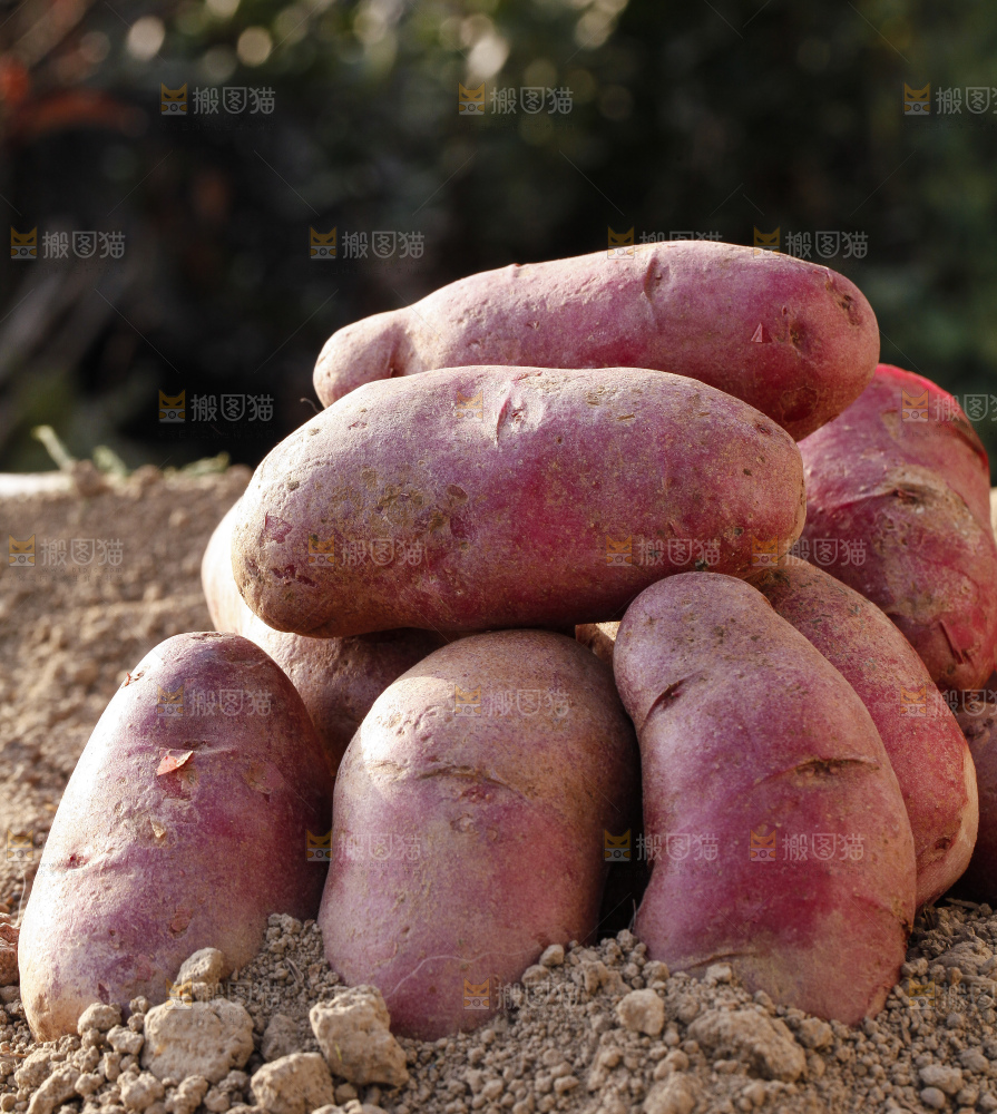 土地上放着红心土豆