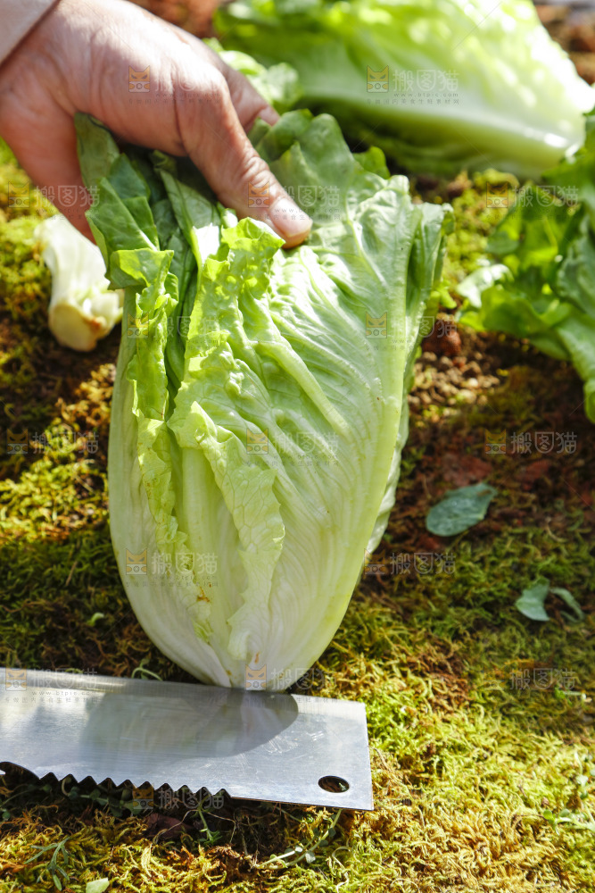 草地上放着大叶生菜
