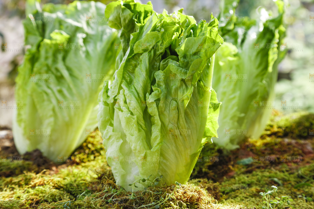 草地上放着大叶生菜