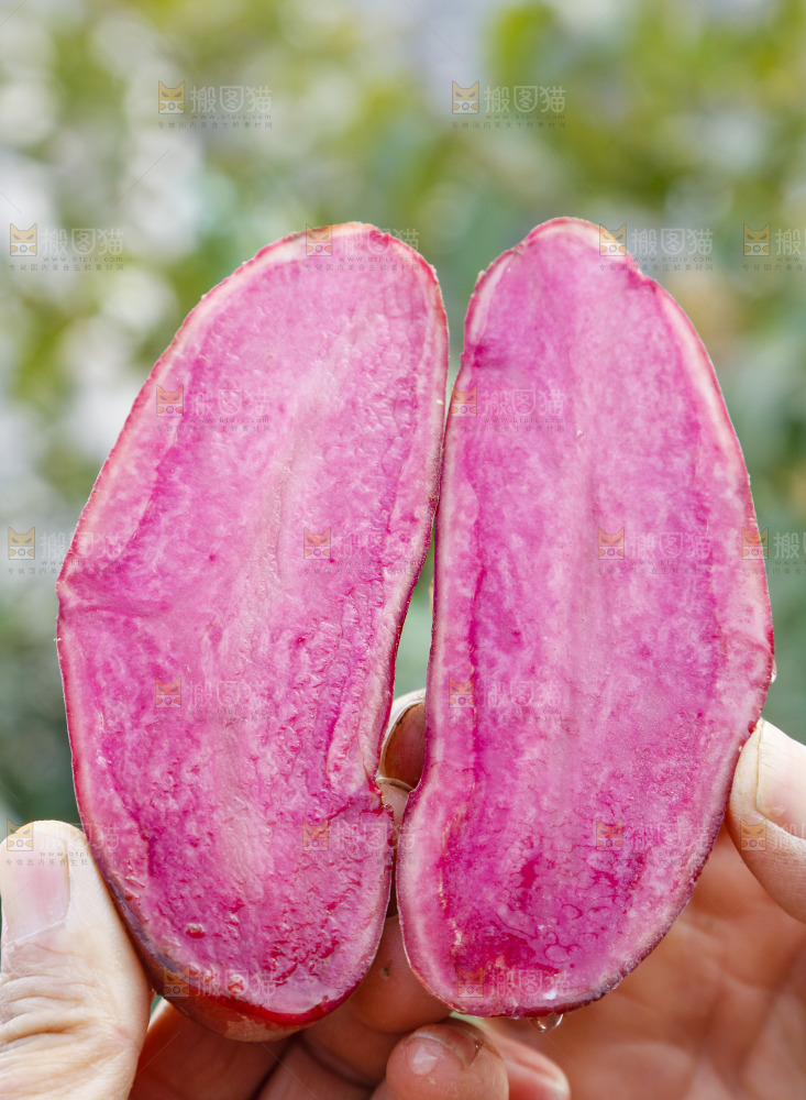 手里拿着新鲜红土豆