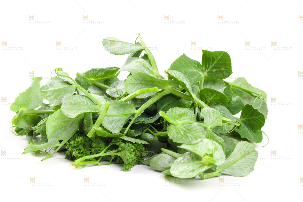 白底上摆放着新鲜豌豆苗