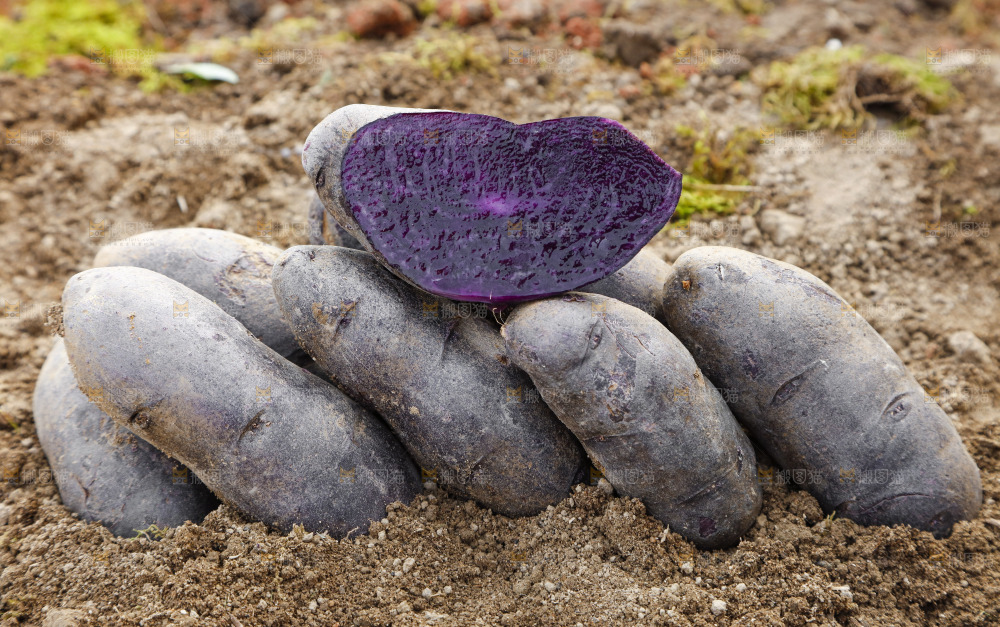 土地里的黑皮紫心土豆