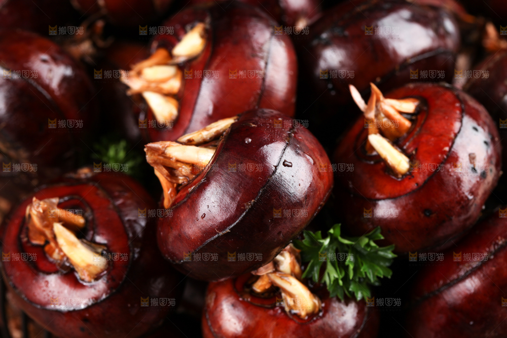 深底上的广西荔浦马蹄