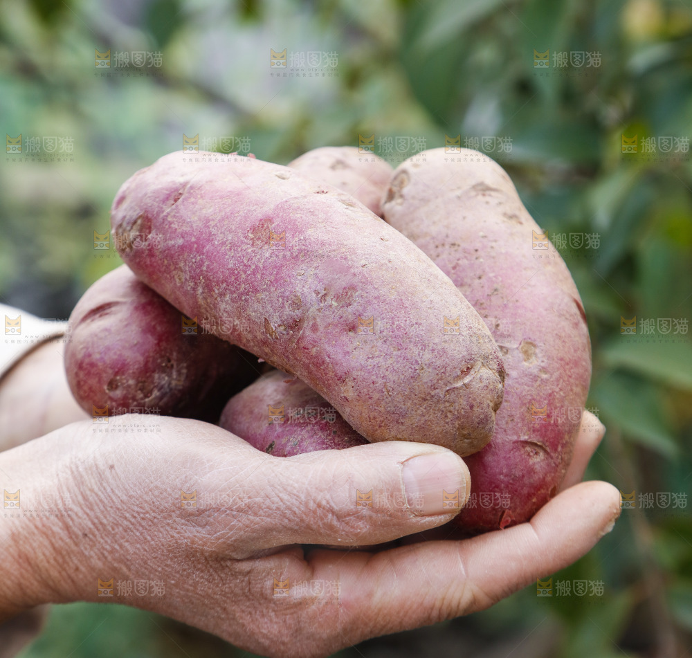 手里拿着新鲜红土豆