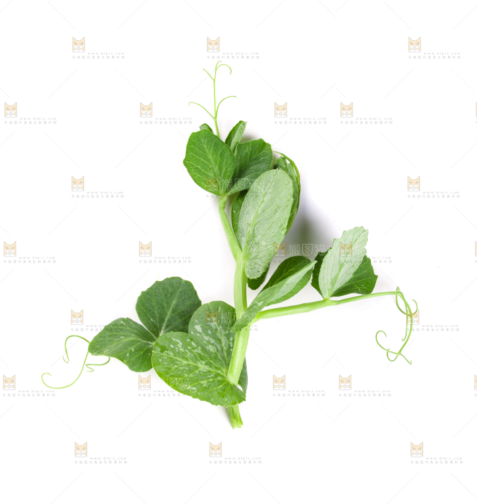 白底上摆放着新鲜豌豆苗