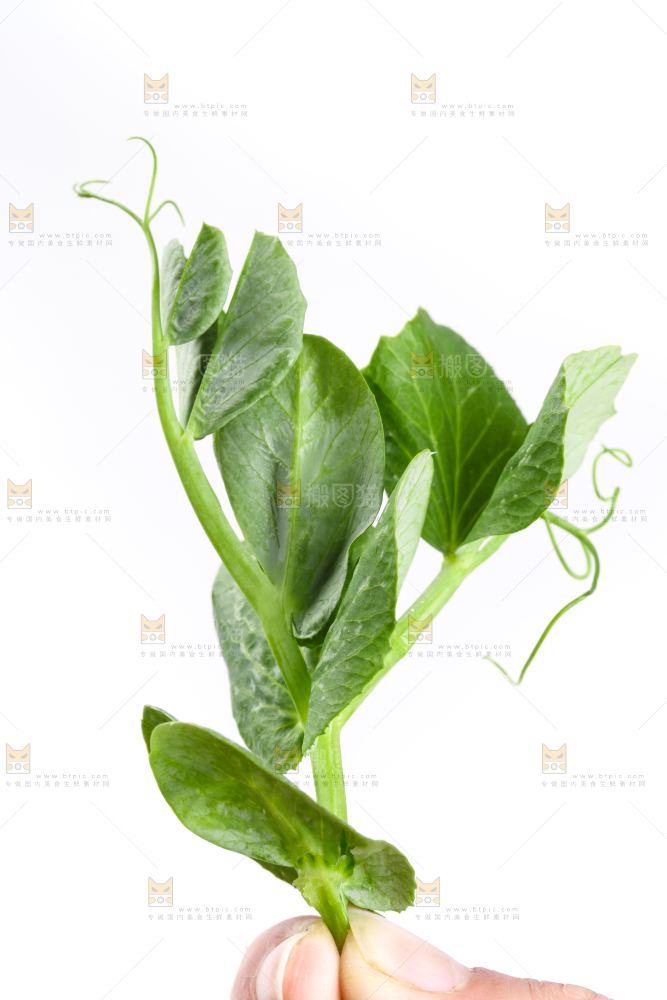 白底上摆放着新鲜豌豆苗