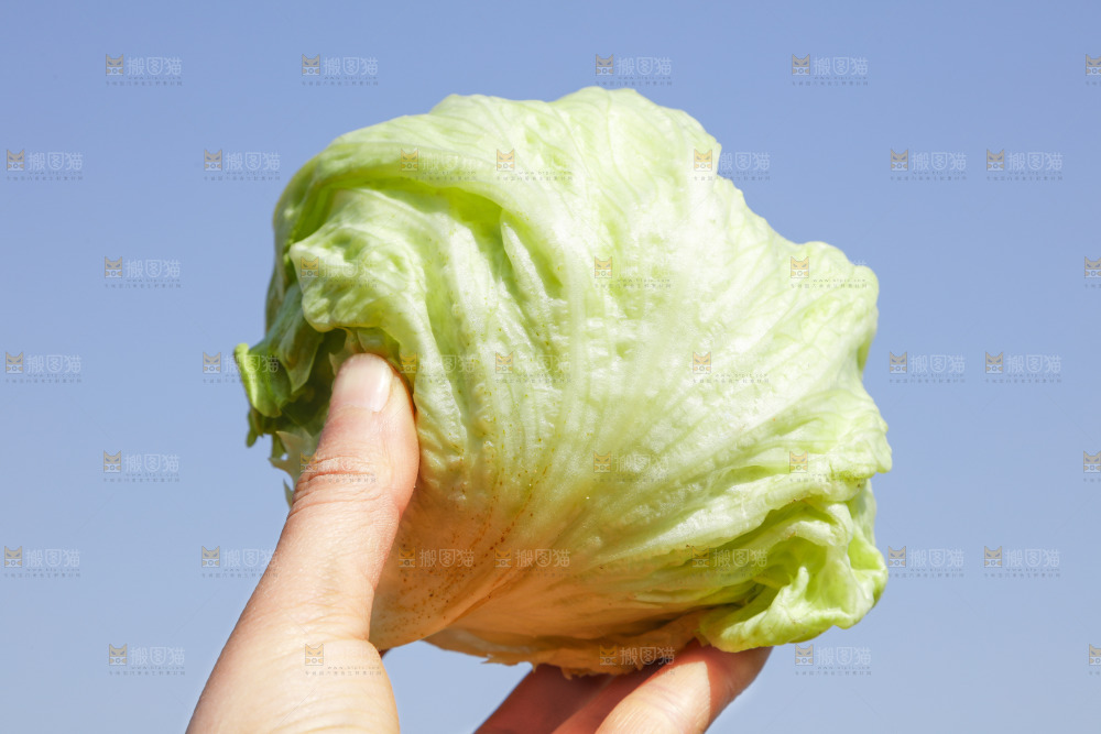 手里拿着球生菜