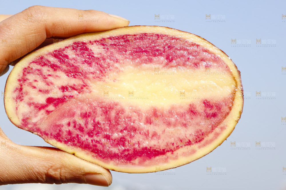 手里拿着丽江七彩土豆