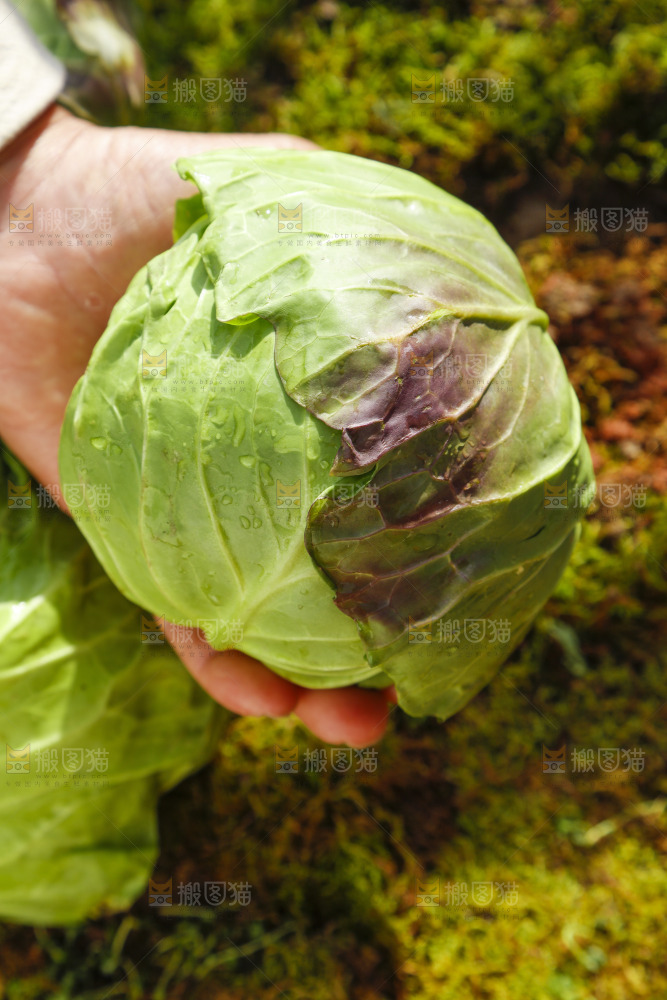 手里拿着包菜