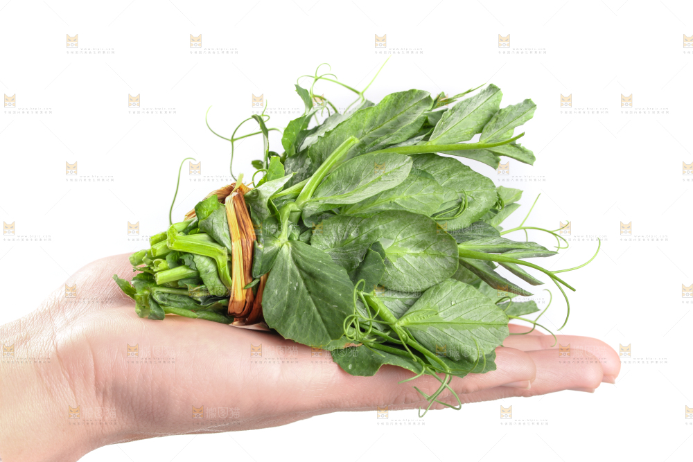 白底上摆放着新鲜豌豆苗