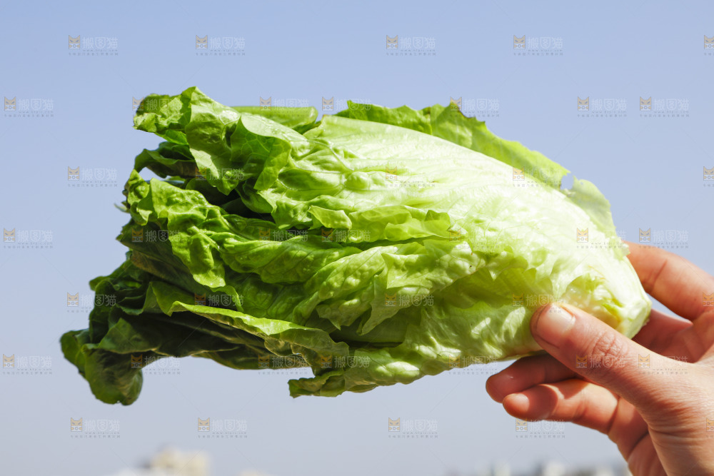 手里拿着新鲜生菜